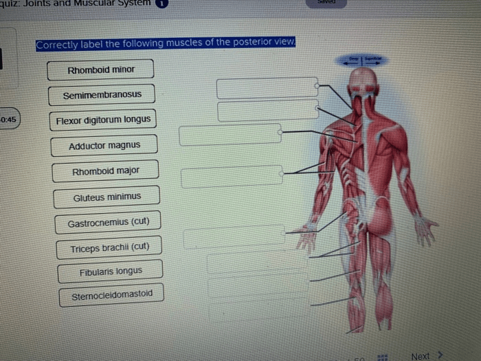 Correctly label the following muscles of the posterior view.
