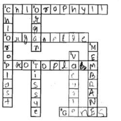 Photosynthesis crossword puzzle answer key