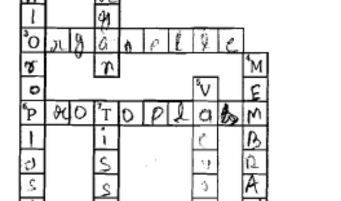 Photosynthesis crossword puzzle answer key