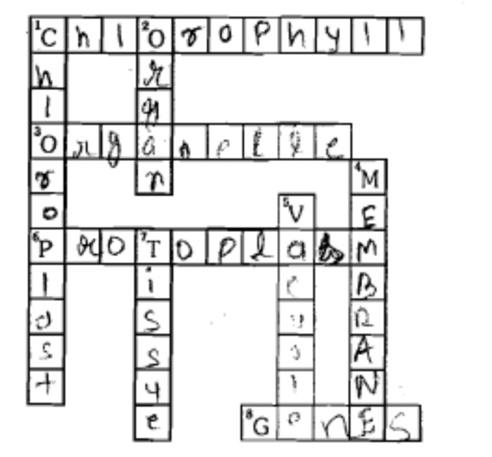 Photosynthesis crossword puzzle answer key