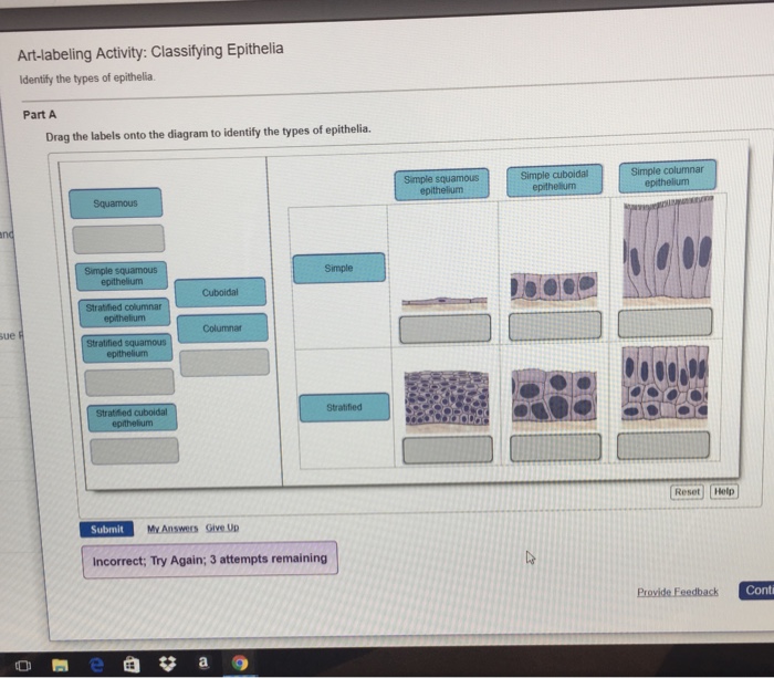 Art labeling activity classifying epithelia