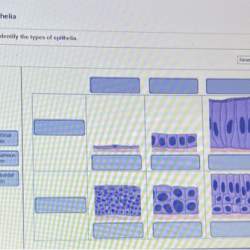 Epithelial tissues physiology biology muscular