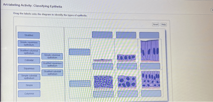 Epithelial tissues physiology biology muscular