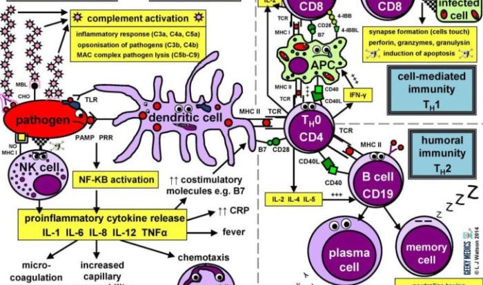 Cells of the immune system student worksheet